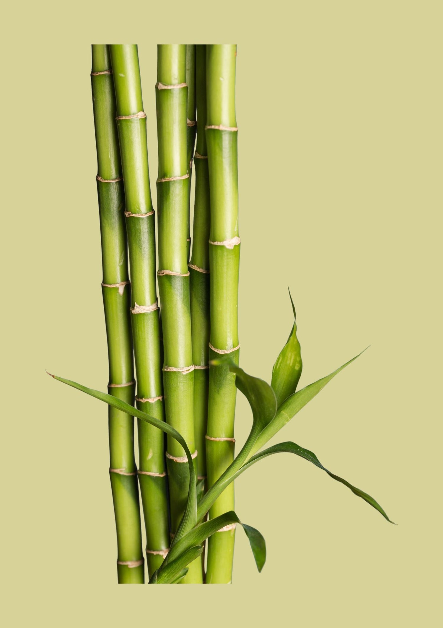 Botaniska: Bamboo