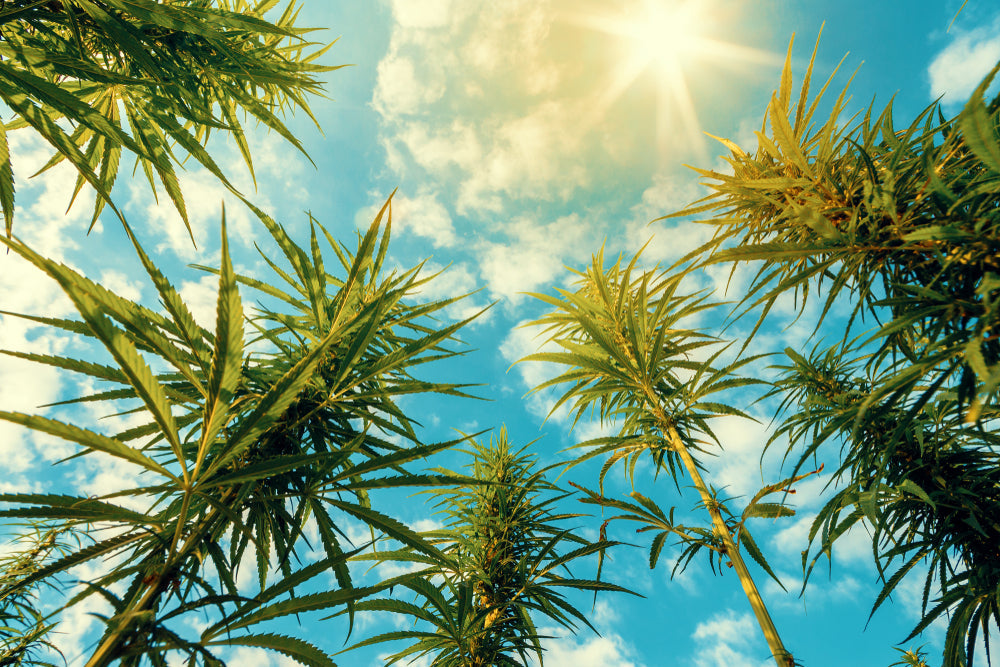 Botaniska: Hemp